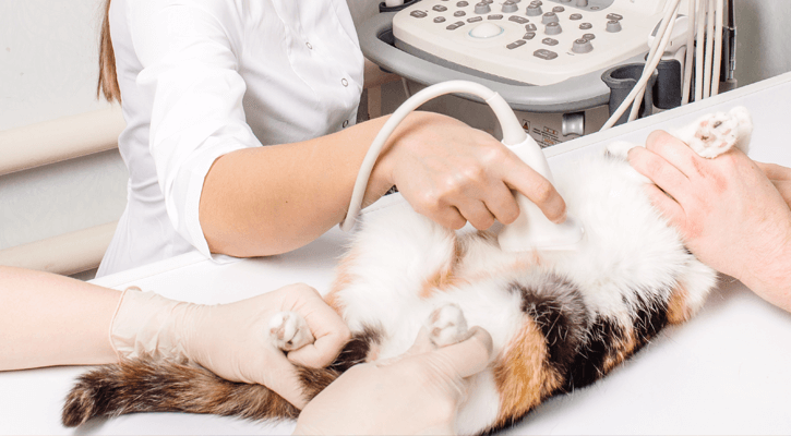 a cat receiving an ultrasound at Country Cat Clinic in Plymouth, MI