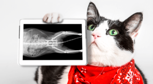 A cartoon cat holding a x-ray exam from a radiography appointment in Plymouth, MI