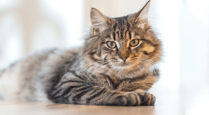Wellness Exams for Cats in Plymouth, MIC
